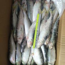Fresh  Whole   Round   Frozen   Sardine   Sardine lla Aurita Fish 60-80PCS/Kg