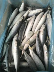 IQF Land Frozen Pacific Mackerel Saba Fish for Indonesia Market
