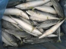 New Arrival IQF Land Frozen Pacific Mackerel Fish