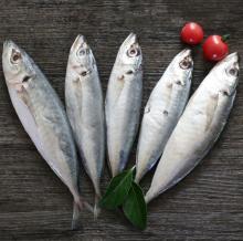  Frozen   Scad   Mackerel   Frozen  Round  Scad  Fish