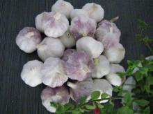High Quality Fresh Normal White Galic Purple Garlic Red Garlic