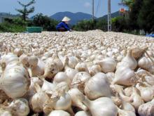 Pure White Garlic/ Fresh Garlic/Garlic Exporters China