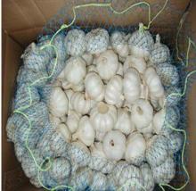 Fresh Pure White Garlic Best Price