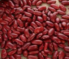 British Type Dark Red Kidney Beans Wholesale Price
