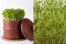 Green Mung Bean Moong Dal Sprout Mung Beans Use for Sale