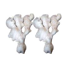 Chinese Organic Mature Fresh Ginger PVC Carton