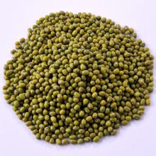 Quality Mung Beans at Good Prices