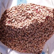 Black Light Speckled White Red Kidney Beans