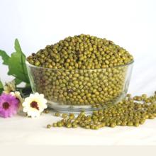 Good Quality Best  Price  for  Green   Mung   Beans  From China Factory