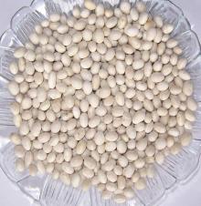 Good Quality and Best Factory Direct Egyptian White Kidney Beans Price for Sale