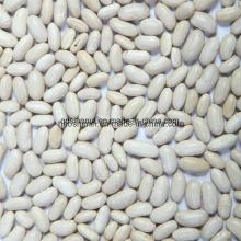 New Crop  White   Bean  Baishake