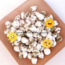 High Protein Coated Roasted Edamame Hot Sales in U. S