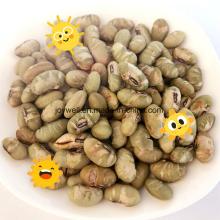 High Quality Roasted Edamame Yellow Color Sale in Retail Bag