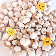 Original Flavor Roasted Coated Edamame Yellow Color