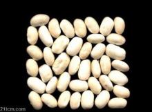 Export Top Quality White Kidney Bean