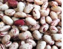 Good Quality Round Speckle Kidney Beans (America Round Type)