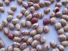 New Round Light Speckled Kidney Bean