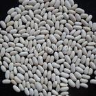 New Crop High Quality White Kidney Bean