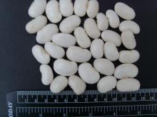 New Crop High Quality White Kidney Bean
