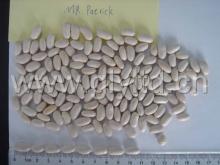 White Kidney Bean From Professional Supplier