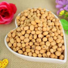 Chinese Yellow Soybean for 2016 Hot Sale New Crop