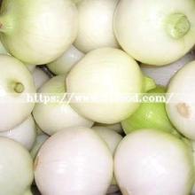 New Crop Fresh Peeled Onion (all size)