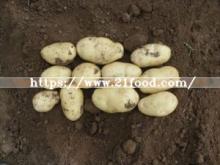 New Crop Fresh Holland Potato From China