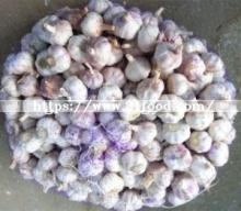 New Season Fresh Red Garlic