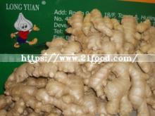 New Crop Whole Air Dry Ginger