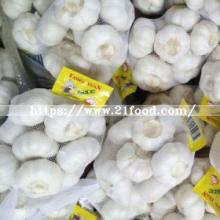 Fresh Pure White Garlic with White Skin
