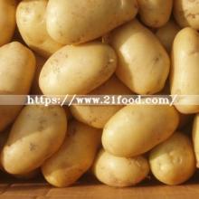 Chinese Fresh Long Ship Potato in Good Quality