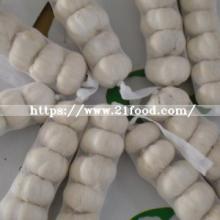 Small Packing Pure White Garlic