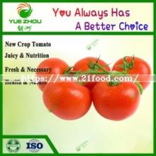  New  Crop Tomato for  Hot   Selling  with Cheap Price