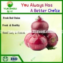  Fresh  Yellow and  Red   Onions  Available with Best Prices