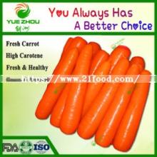 2019 New Crop Carrot China Fresh Carrot with High Quality
