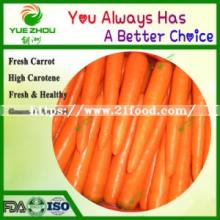 Cheap 2019 New Crop Fresh Carrot Price From China