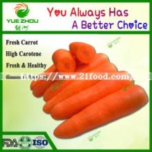 Competitive Popular 2019 New Crop Fresh Carrot Price From China