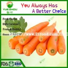 Top Quality 2019 New Crop Fresh Carrot Price From China
