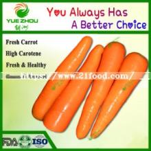 2019 New Crop Fresh Carrot Vegetables with Top Quality