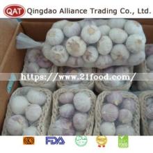 Top Quality Fresh Solo Garlic with Competitive Price