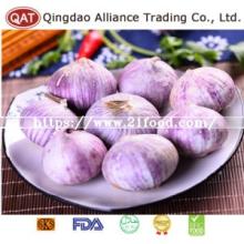 Export Standard Fresh New Crop Solo Garlic