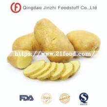 Fresh Vegetable  Holland   Sweet   Potato 