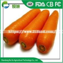 Organic Cultivation Type and Fresh Style Fresh Carrots for Sale