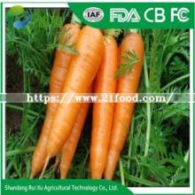 Chinese Fresh Washed Carrot 150g -250g in 10kg Carton