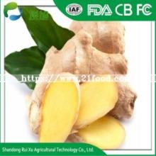 Fresh Chinese Ginger for Exporting with Good Quality