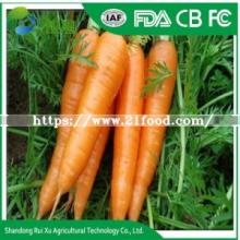 New Harvested Chinese Fresh Vegetables Baby Carrots