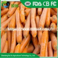 Fresh Cheap Carrots with Best Quality New Crop
