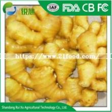 Wholesale Indonesian Fresh  Buyer  of  Dry   Ginger 