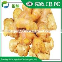 Certified Gap Supply  Bulk   Fresh   Ginger , Bentong  Ginger   Fresh 