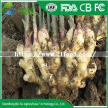 Fresh  Old   Ginger /Vietnam  Ginger / Strong Taste  Ginger 